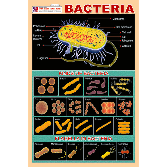 Chart No 249 (Bacteria) gabaedu