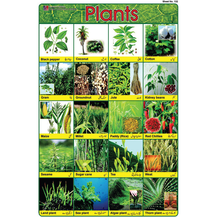 Sheet No 132 (Plants) – gabaedu