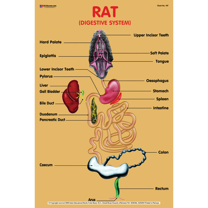 Chart No 197 Rat Digestive System Gabaedu chart-no-197-rat-digestive-system-gabaedu