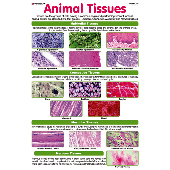 Chart No 122 (Animal Tissues) – gabaedu