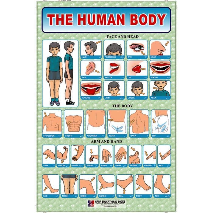 Body Parts Chart.pdf Chart No 28 (The Human Body) – gabaedu