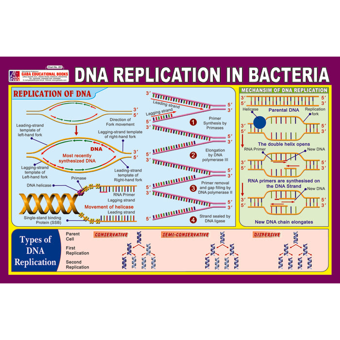 Chart No 251 (DNA Replication In Bacteria ) – gabaedu