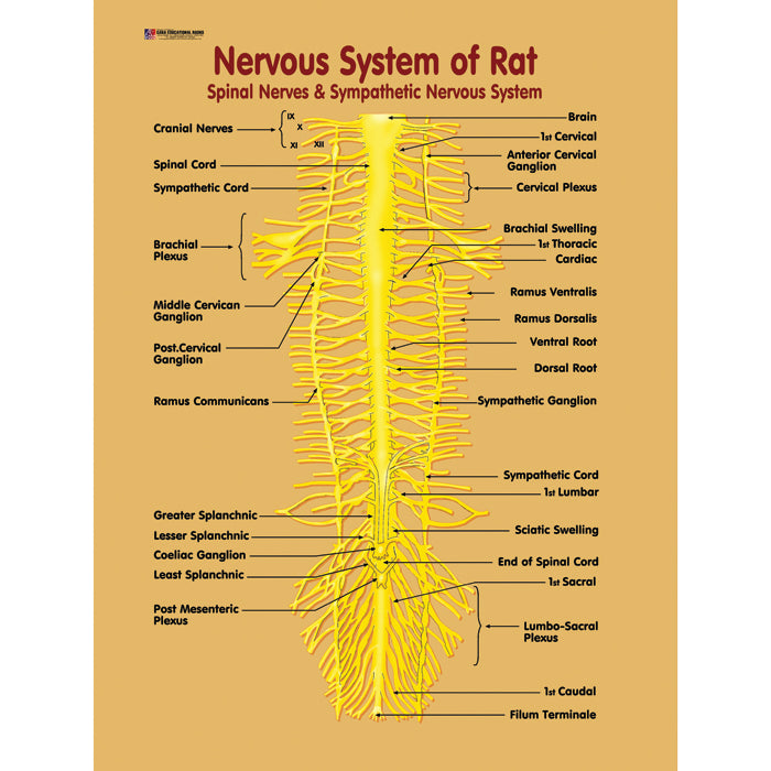 Rat Brain Chart.pdf Chart No 176 (Nervous System of Rat) – gabaedu
