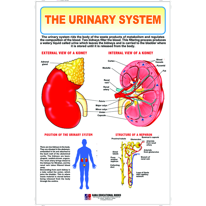 Chart No 76 (The Urinary System) – Gaba Books