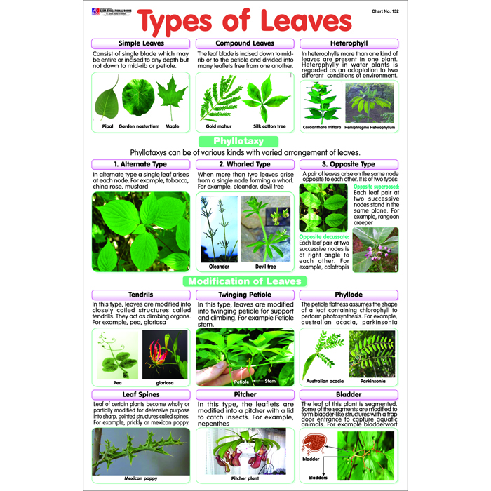 Chart No 132 (Types Of Leaves) – Gaba Books